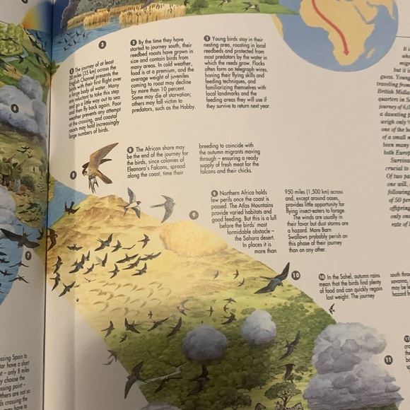 Atlas Of Bird Migration book - Picture 4 of 6